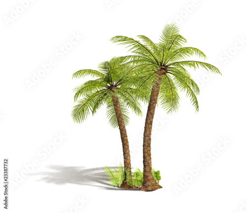 green tropical palm