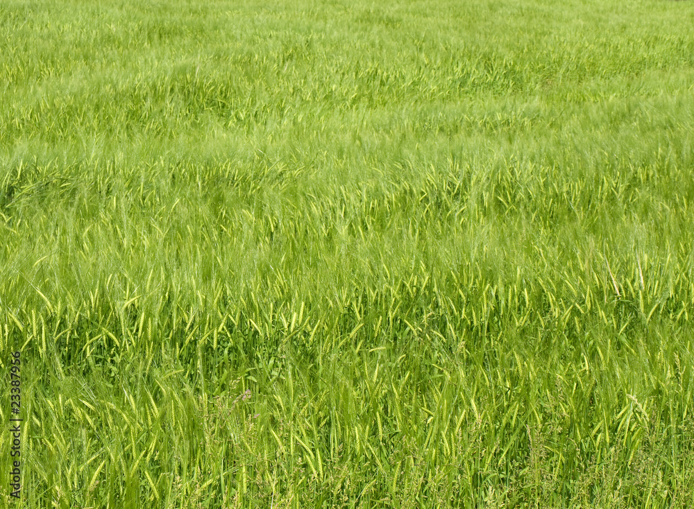 growing wheat plants in summer