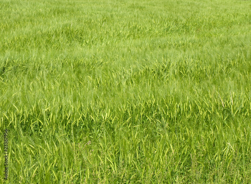 growing wheat plants in summer