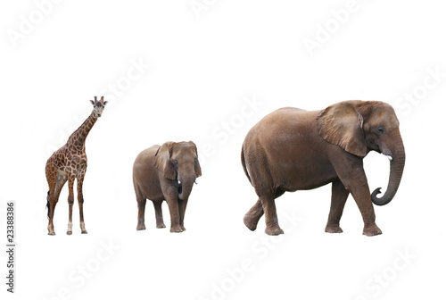 Elephant cow with baby elephant and giraffes