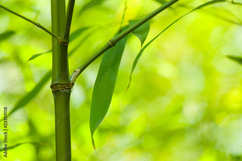 Obraz premium Bambus