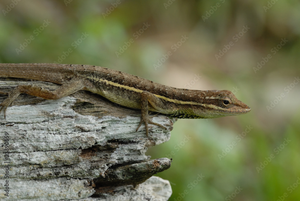 Fototapeta premium Anolis auratus - (Polychrotidae sauria)