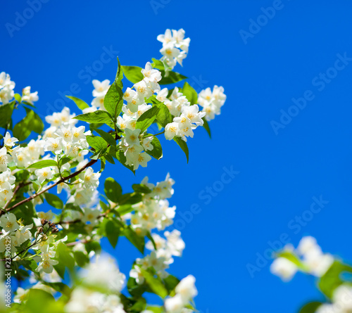 jasmine against blue sky