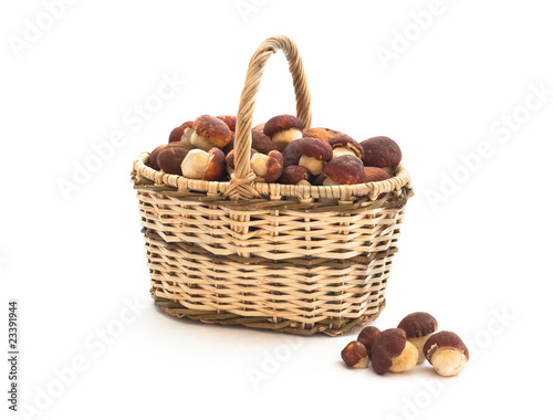 Basket full of cepe mushrooms and small pile on white background