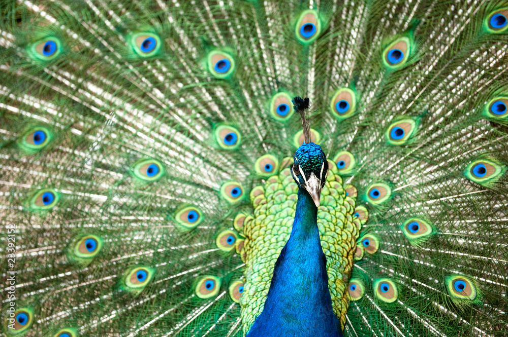 Fototapeta premium peacock with colorful tail