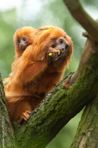 A cute golden lion tamarin mother and baby