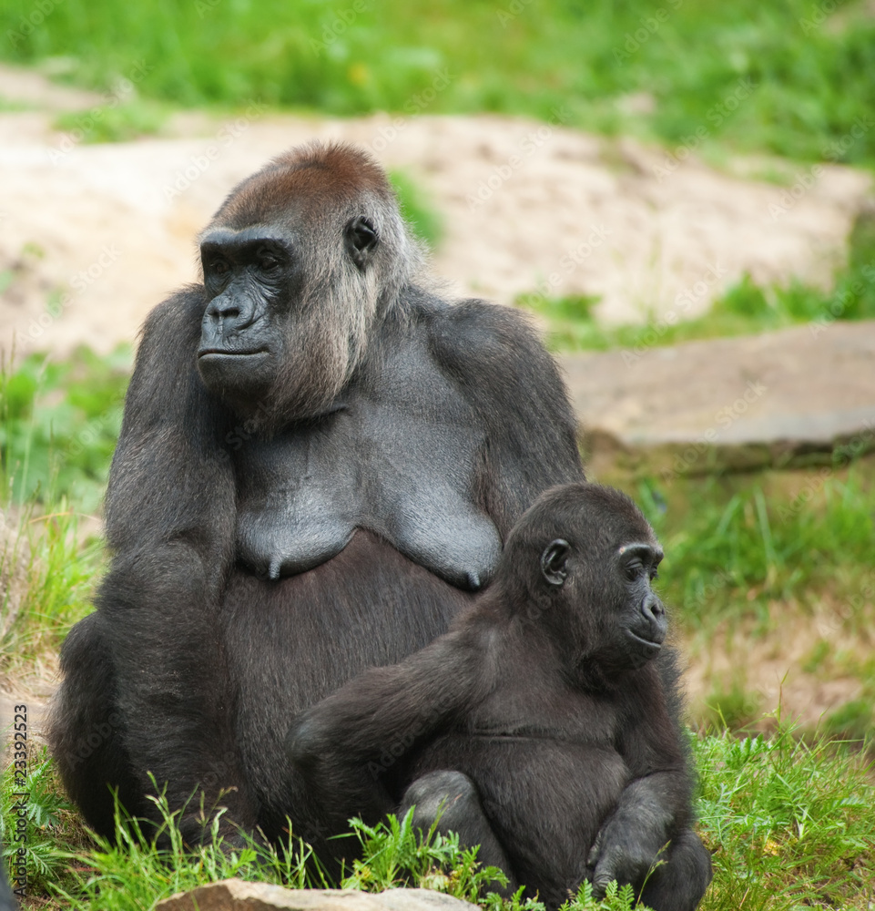 cute baby and mother gorilla