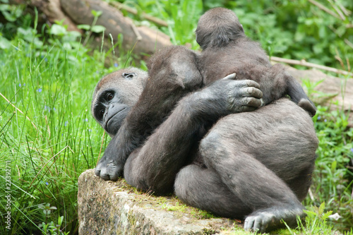 cute baby and mother gorilla © Eric Gevaert