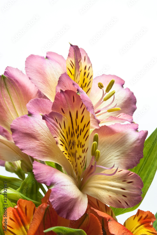 Fototapeta premium Flowers