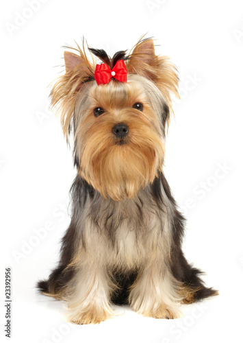 The Yorkshire Terrier isolated on white
