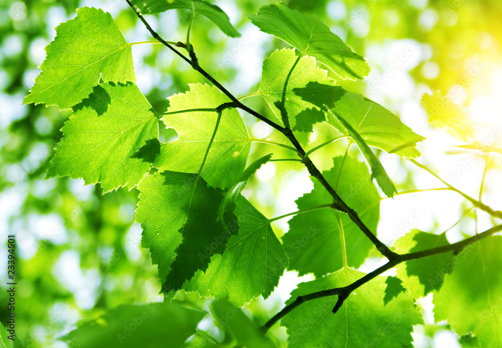 Fototapeta premium Green leaves with sun ray