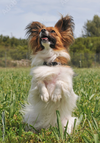 épagneul papillon photo