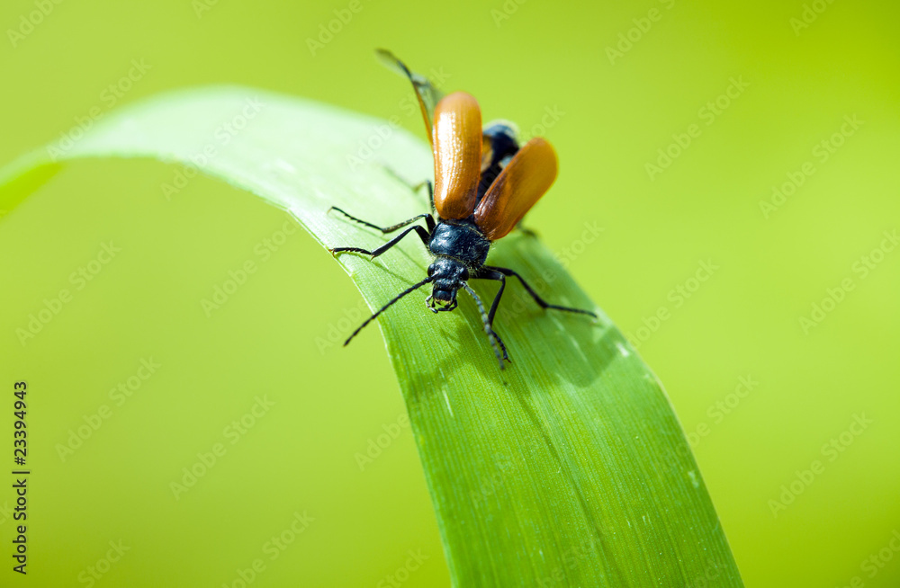 Insect on leaf