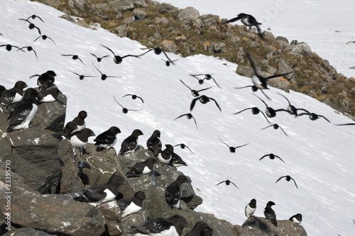 Photos Little auks colony