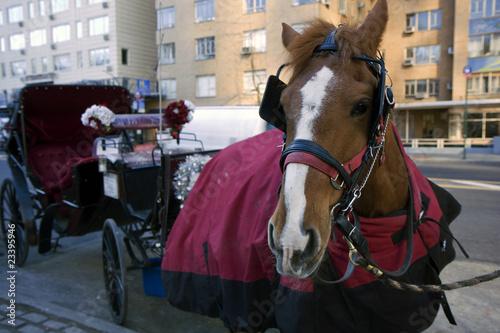 Working Horse