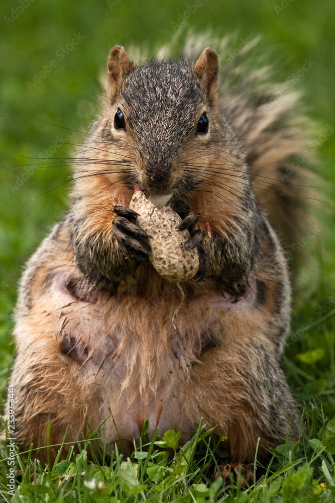 Female Eastern Fox Squirrel Female Eastern Fox Squirrel