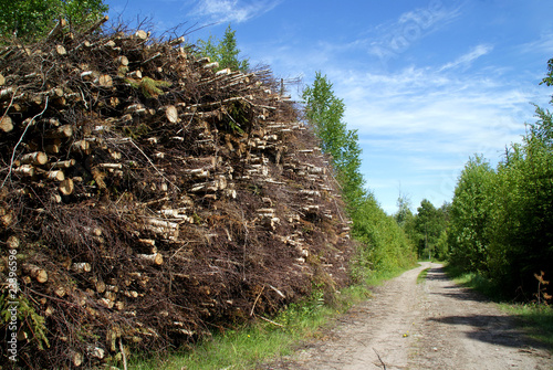 Εκτύπωση καμβά Stack of Wood Fuel by Forest Road