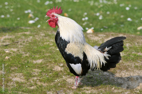 Coq noir et blanc de profil poussant son cri sur l herbe