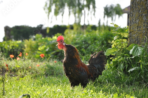 coq qui chante photo