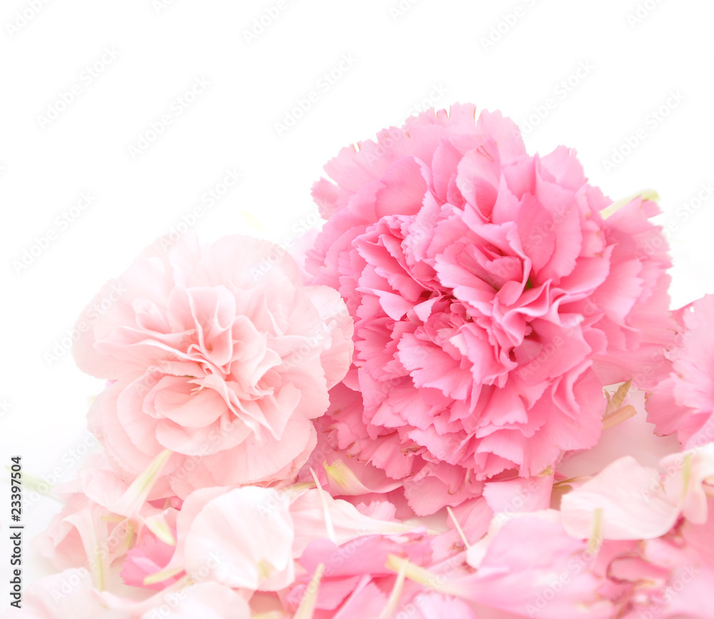 Pretty Pink Carnations Background