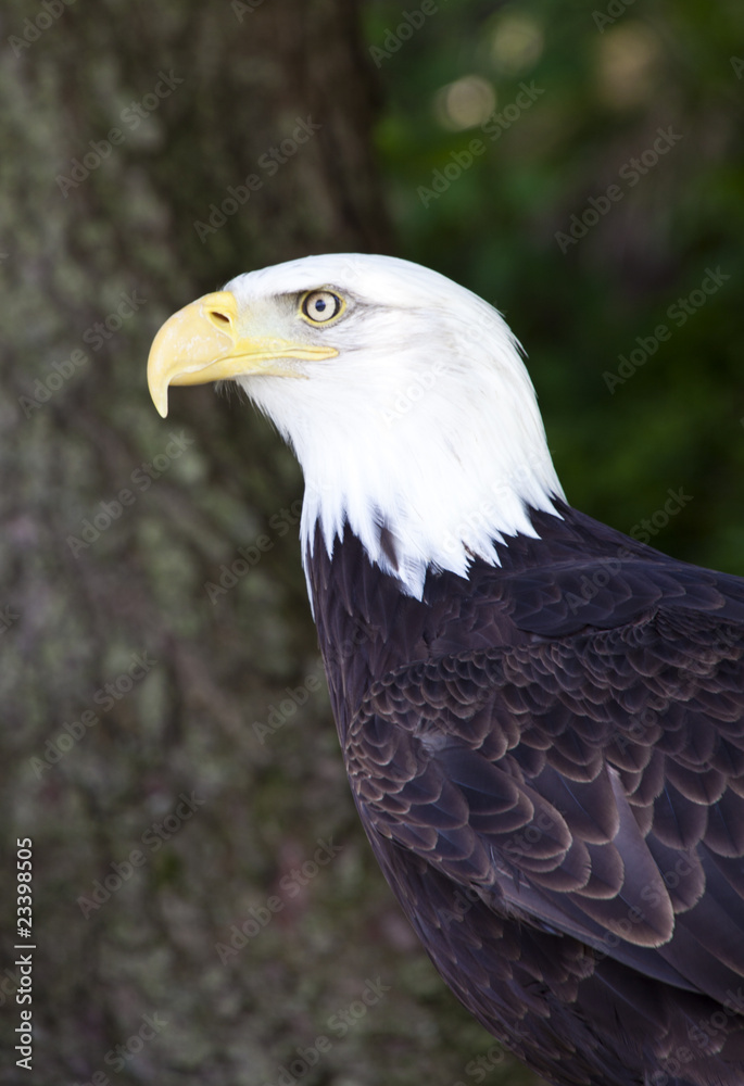 Obraz premium Weisskopfseeadler