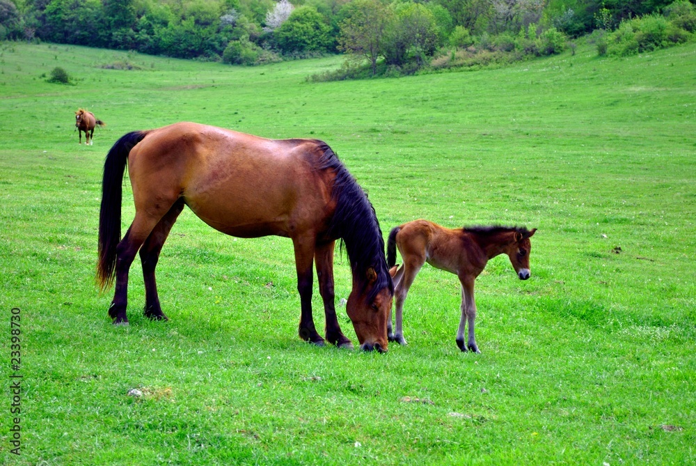 horses in the meadow horses in the meadow