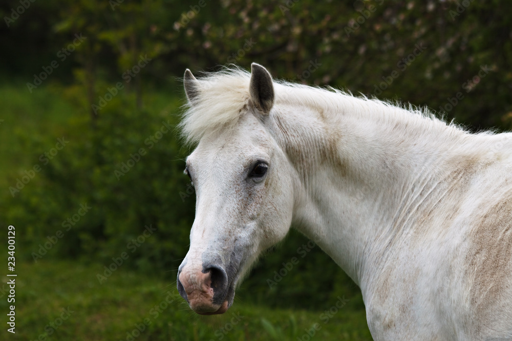 Ein weißes Pferd Ein weißes Pferd