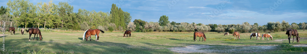 Fototapeta premium Panorama einer Pferdekoppel