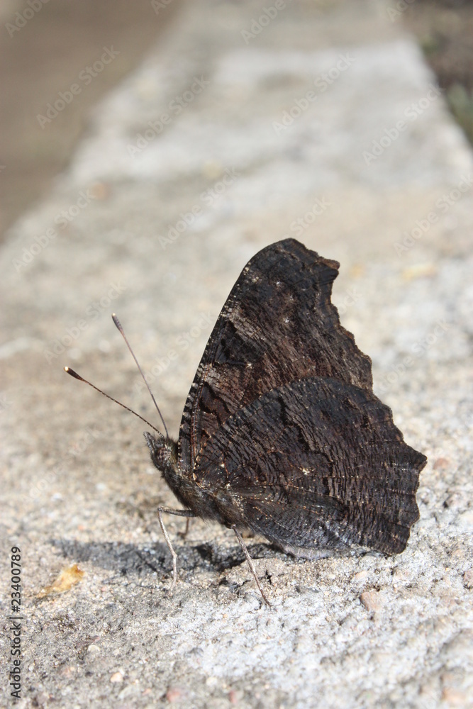 Obraz premium Бабочка