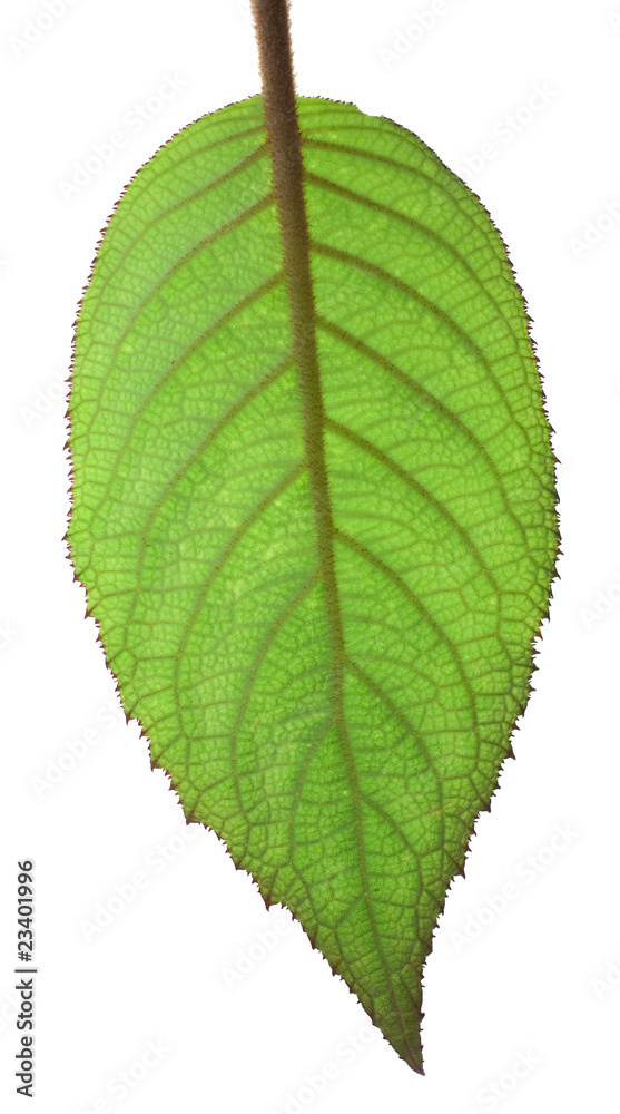 Fototapeta premium A backlit hydrangea macrophyllum leaf