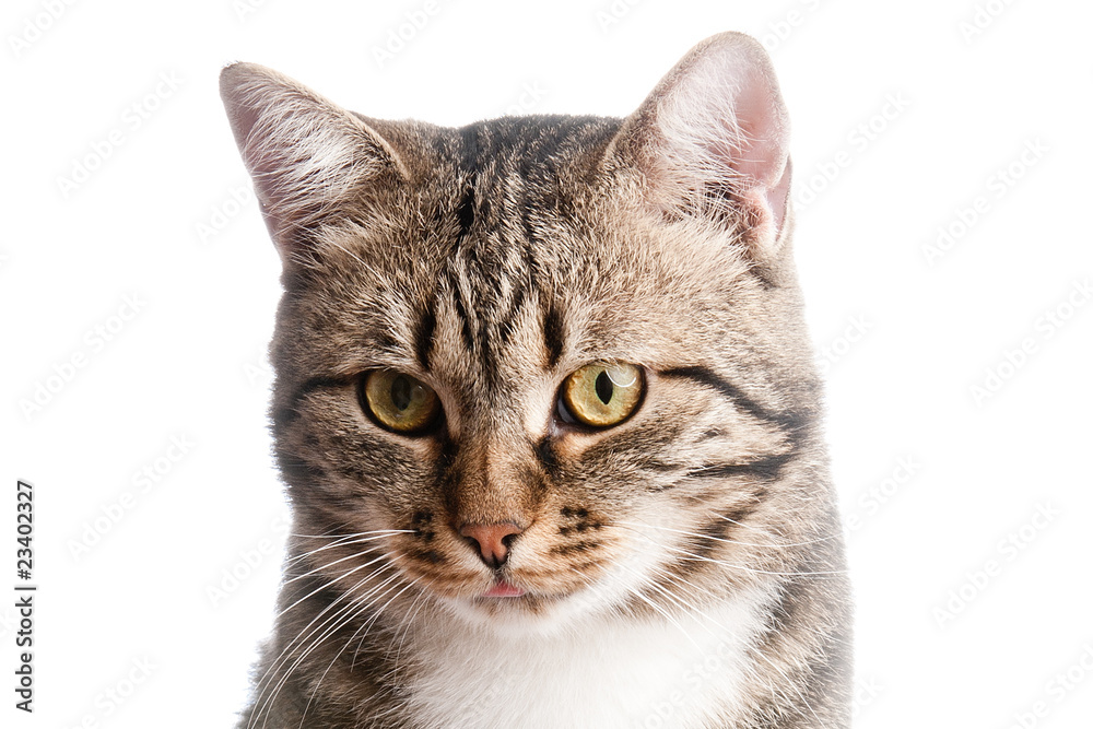 Close-up portrait of cat with tongue out Close-up portrait of cat with tongue out