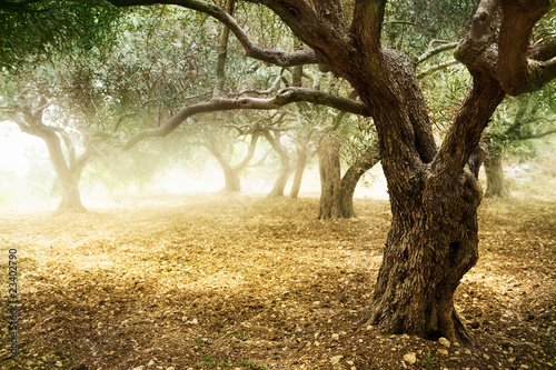 Fotografiet Old Olive Trees