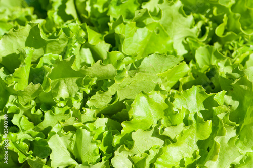 Green salad leaves close-up