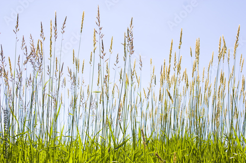 Prairie Grass photo