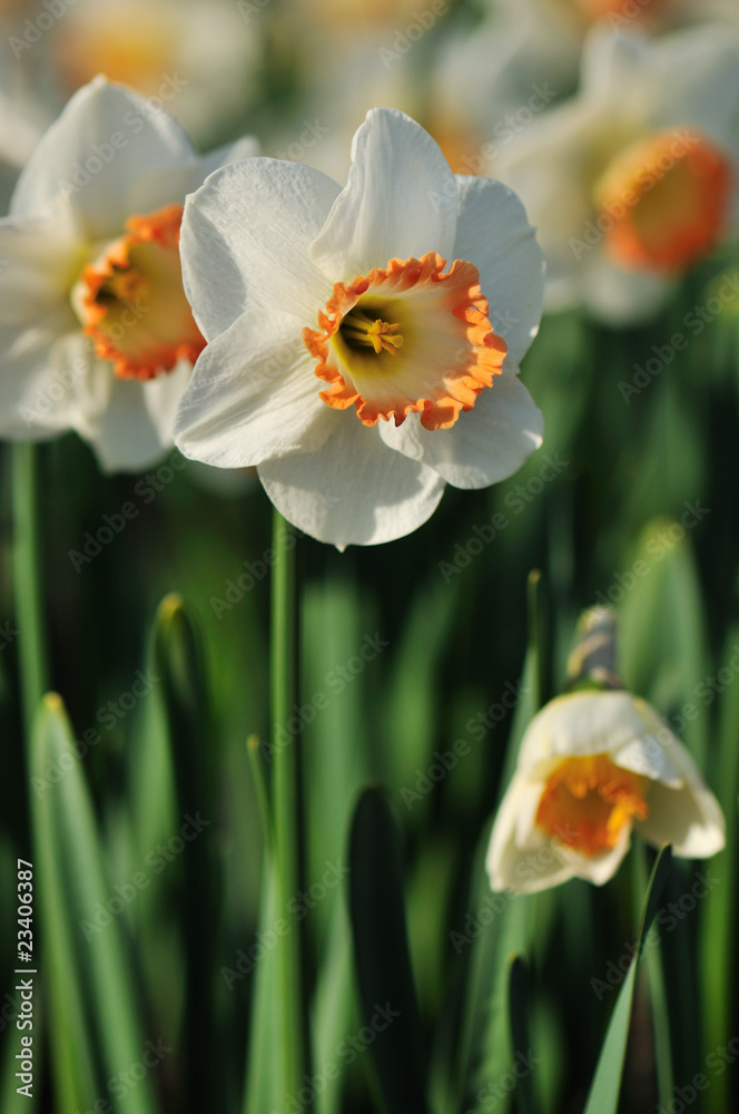 Fototapeta premium Large cupped Daffodils flowers