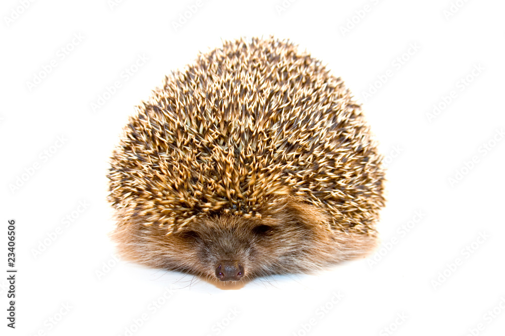 Fototapeta premium Hedgehog