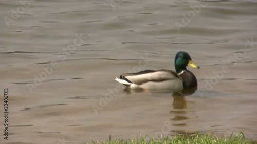 Duck