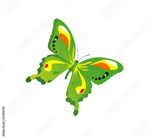 butterfly