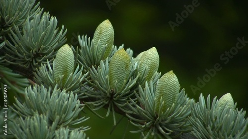Small fir cones