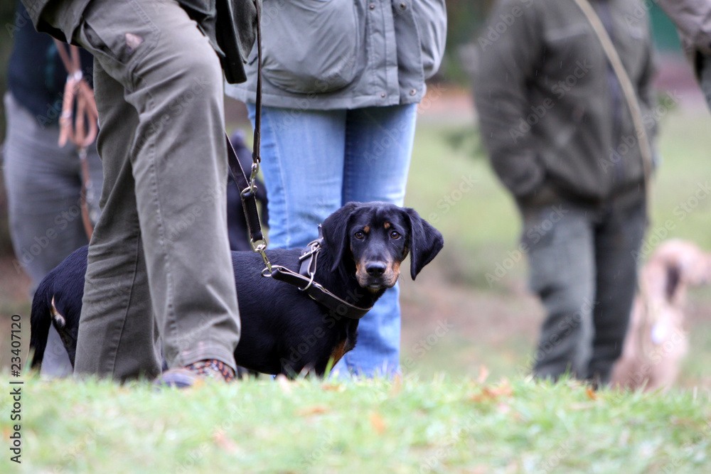 Brandlbracke bei einer Jagdhundeschulung Brandlbracke bei einer Jagdhundeschulung