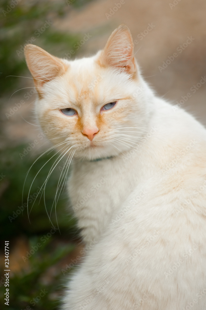 white birman point cat with mysterious blue eyes
