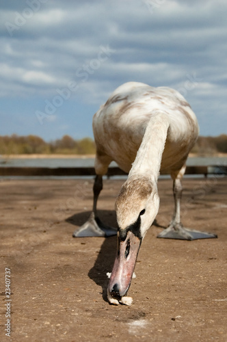 swan signet pecking at bread crumbs