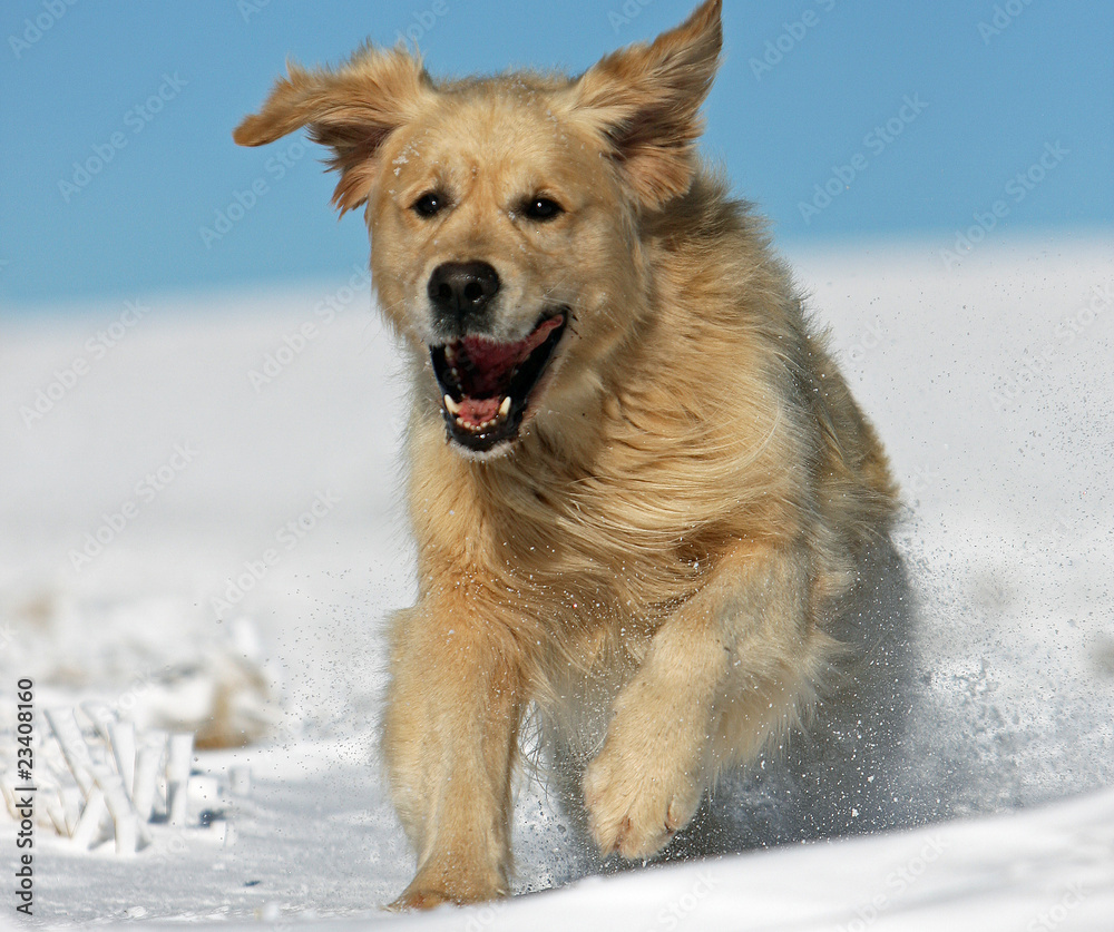 Naklejka premium énergie du golden retriever sur la dune de sable