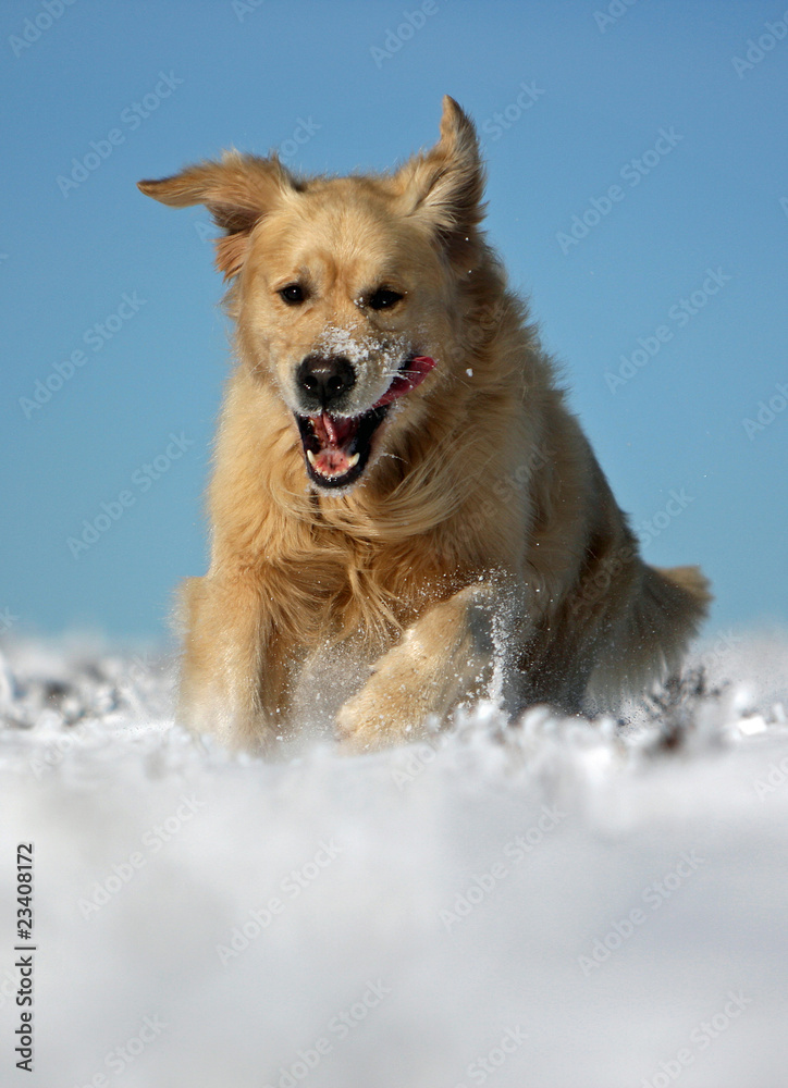 puissance du golden retriever courant dans le sable puissance du golden retriever courant dans le sable