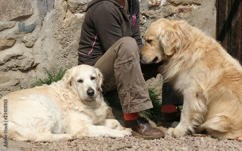 deux chiens de race golden retriever auprès de leur maître © CallallooFred