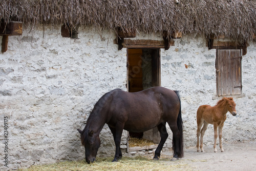 Photography Horses.