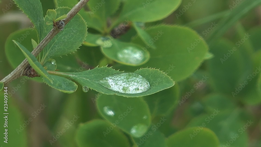 The big drop of water on sheet of a bush a close up. The big drop of water on sheet of a bush a close up.
