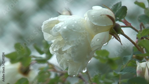 HD 1080 closeup flower white roses covered of raindrops.