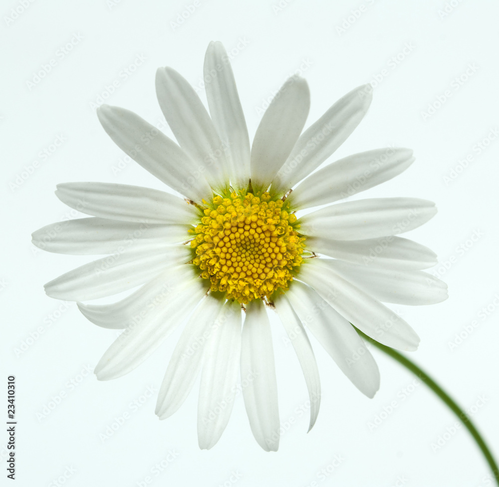 Fototapeta premium chamomile flower
