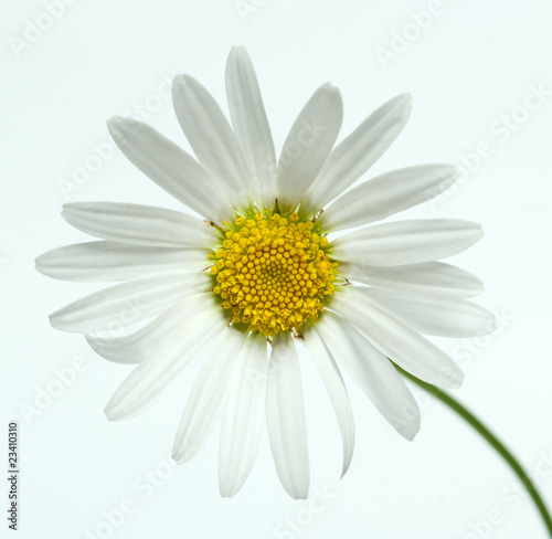 chamomile flower